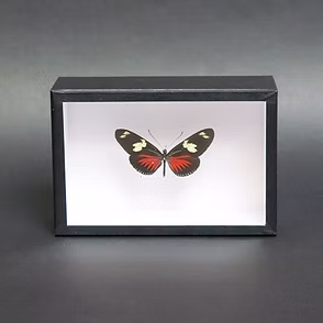 Heliconius doris in 15x10cm Handmade Frame