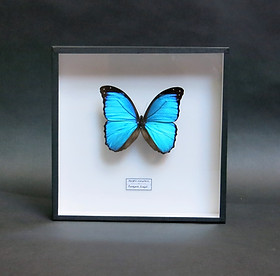 Morpho godarti in Handmade 26x26cm Frame