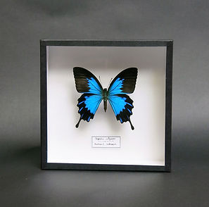 Papilio ulysses in 19x19cm Handmade Frame (Black)