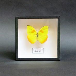 Phoebis philea in Handmade 15x15cm Shadowbox Frame