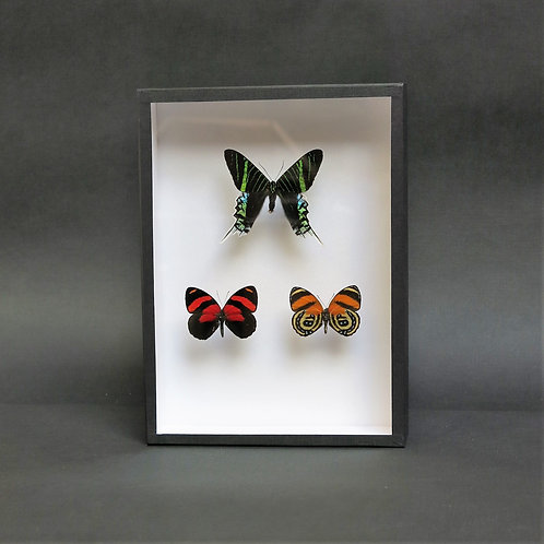 A Peruvian Selection